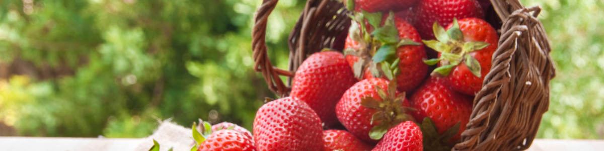 how to plant bare root strawberries